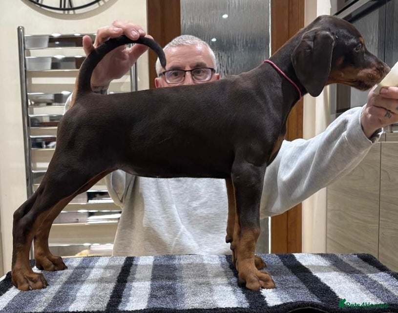 Dobermann dogs Dobermann Puppies For Sale - Advert 4
