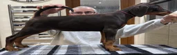 Dobermann dogs for sale: Dobermann Puppies For Sale - Advert 2