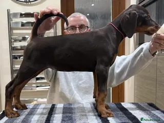 Dobermann dogs Dobermann Puppies For Sale - Advert 4