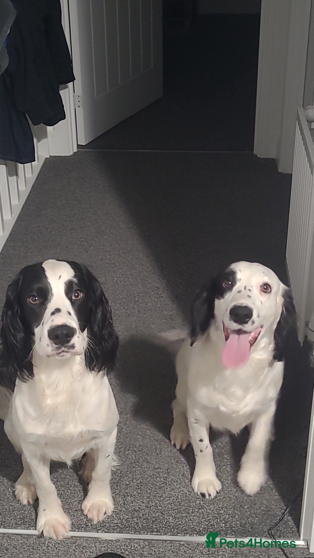 Cocker Spaniel dogs for sale: Max & Elsie -  **  - Advert 2