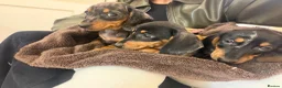 Miniature Dachshund dogs for sale: Miniature dapple dachshunds  - Advert 6