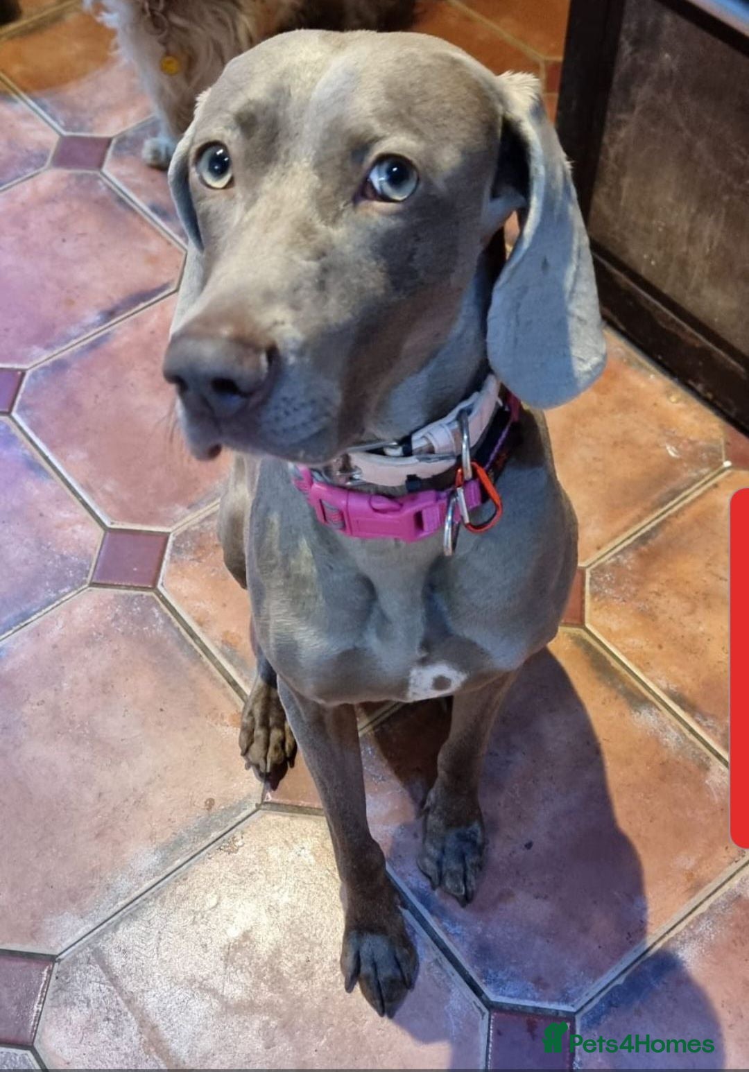 Weimaraner dogs 2yr old Female Weimaraner  - Advert 9