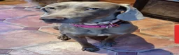 Weimaraner dogs for sale: 2yr old Female Weimaraner  - Advert 1