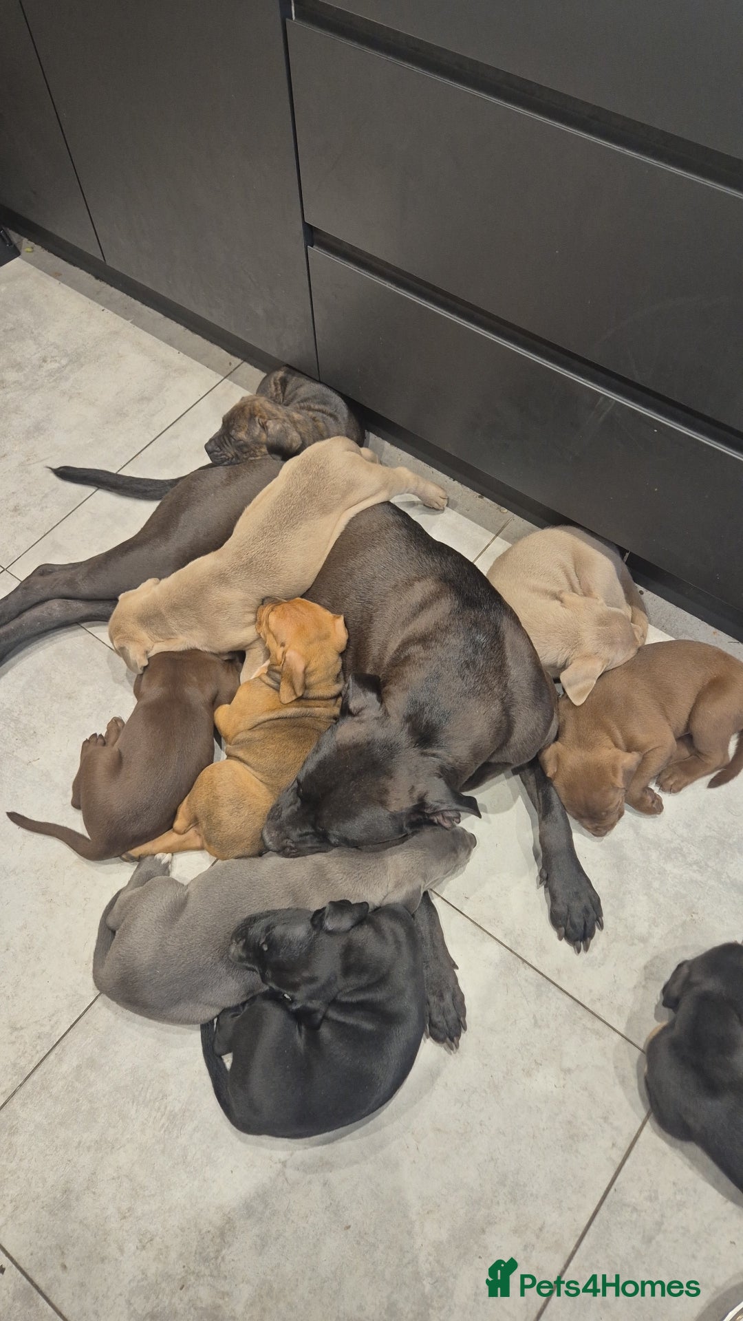 American Bully dogs for sale: American Bully Pups for sale - Image 17