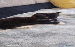 Mixed Breed cats for sale: Black and white adorable and very friendly kitten  in Newton Abbot - Image 15