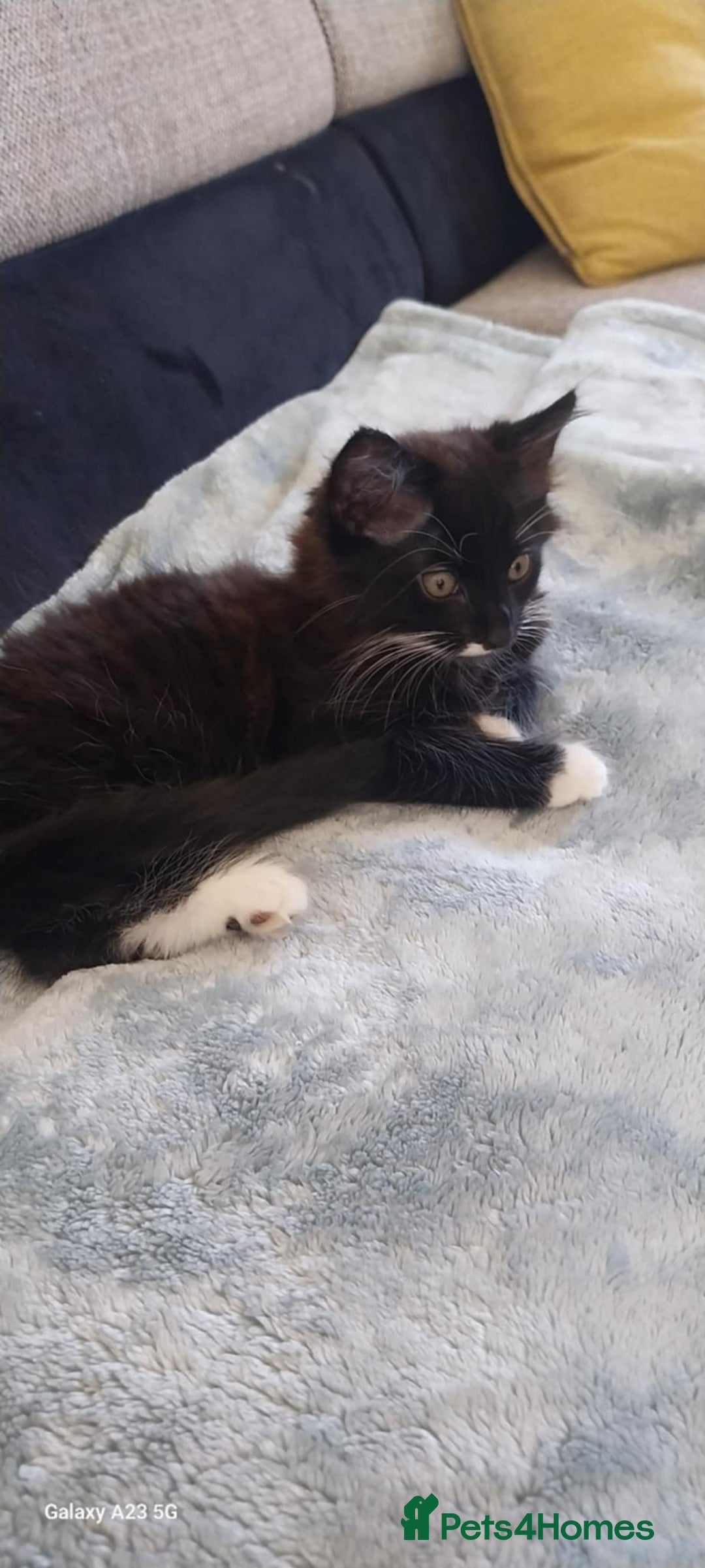 Mixed Breed cats for sale: Black and white adorable and very friendly kitten  in Newton Abbot - Image 15