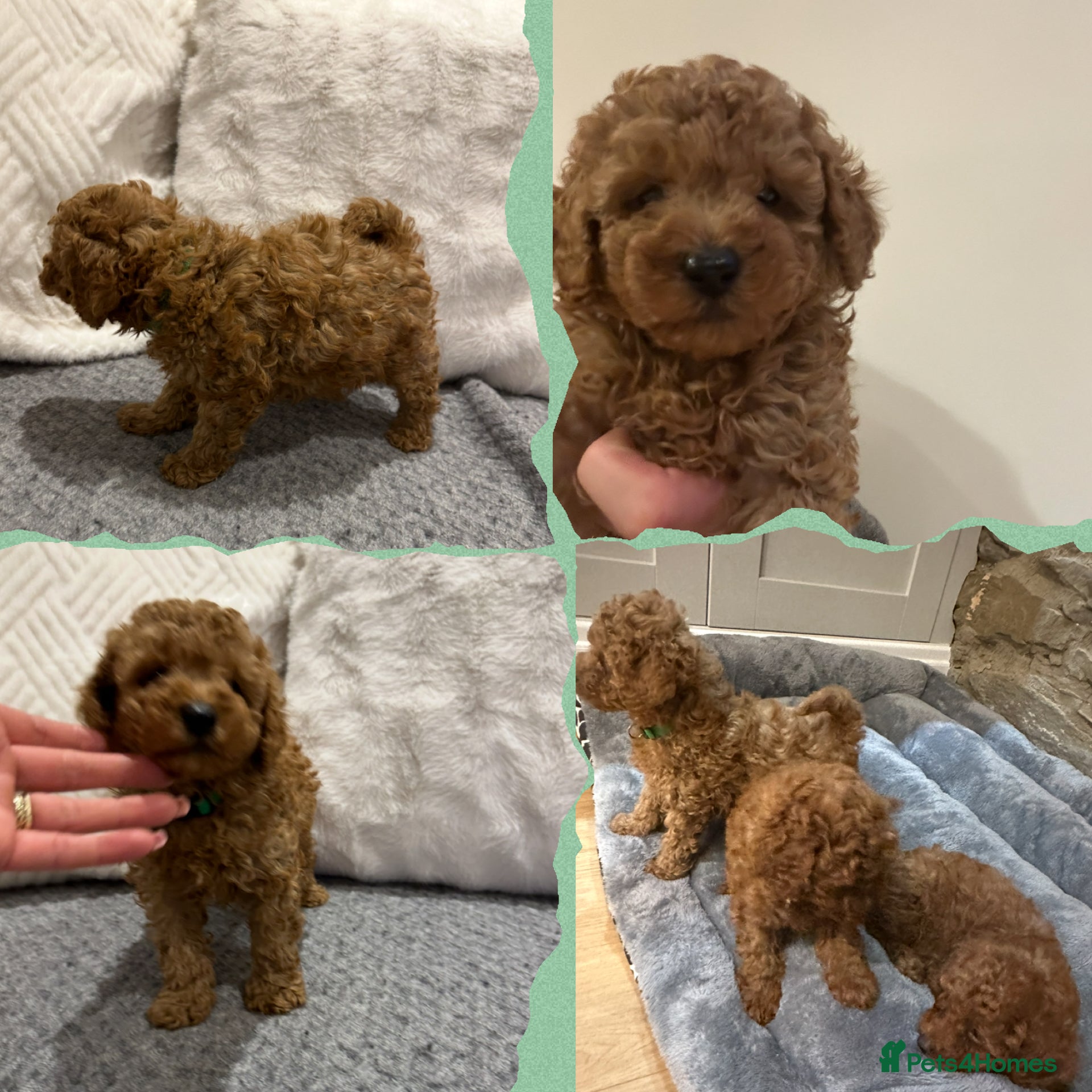 Toy Poodle dogs KC red toy poodle boy health tested parents  - Advert 3