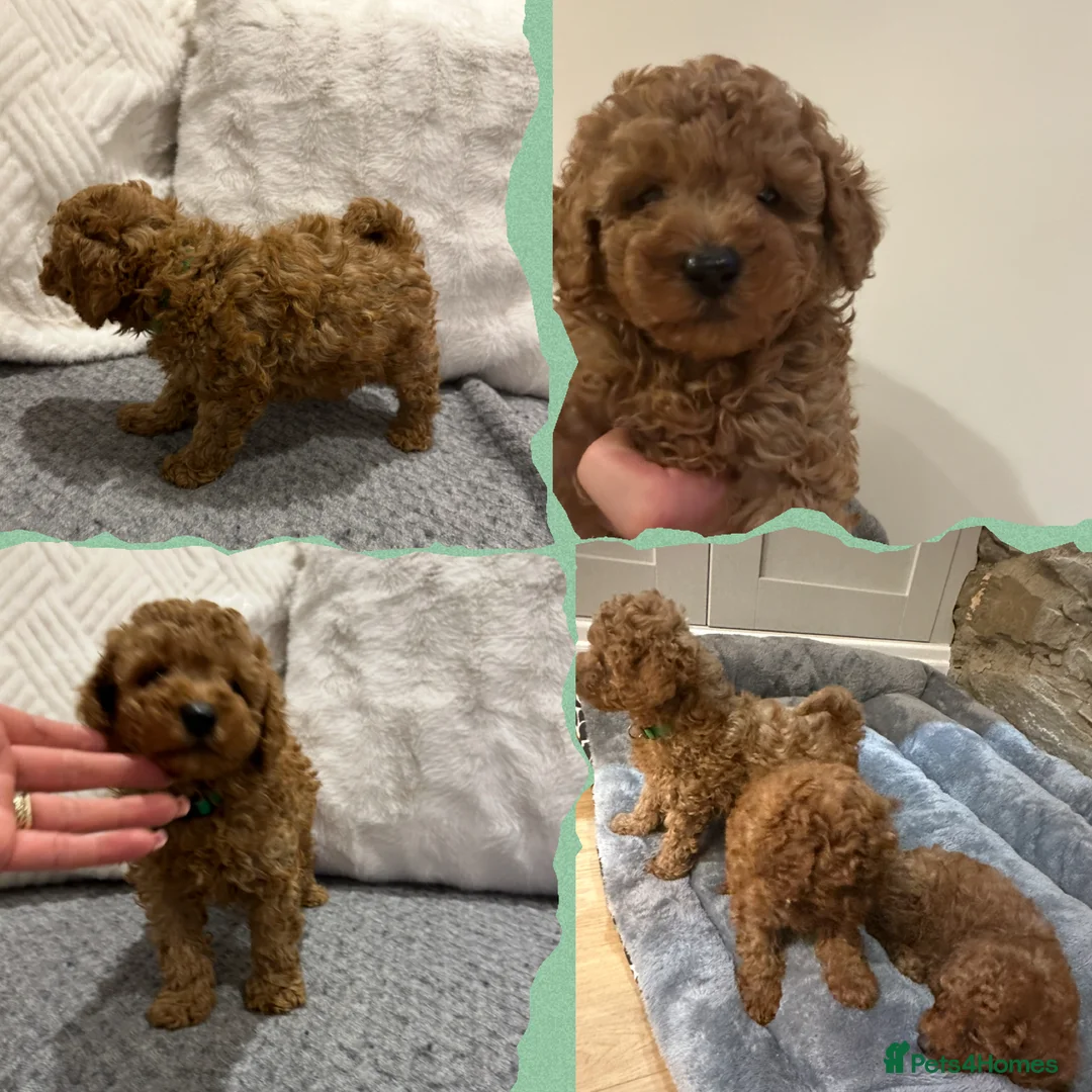 Toy Poodle dogs for sale: KC red toy poodle boy health tested parents  - Advert 1