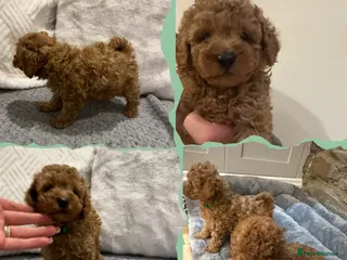Toy Poodle dogs KC red toy poodle boy health tested parents - Advert 1
