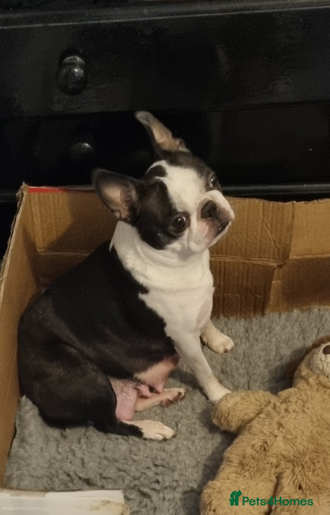 Boston Terrier dogs for sale: Boston Terrier Puppies  - Advert 5