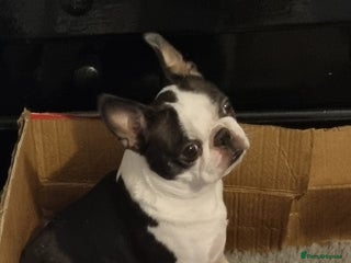 Boston Terrier dogs Boston Terrier Puppies - Advert 5