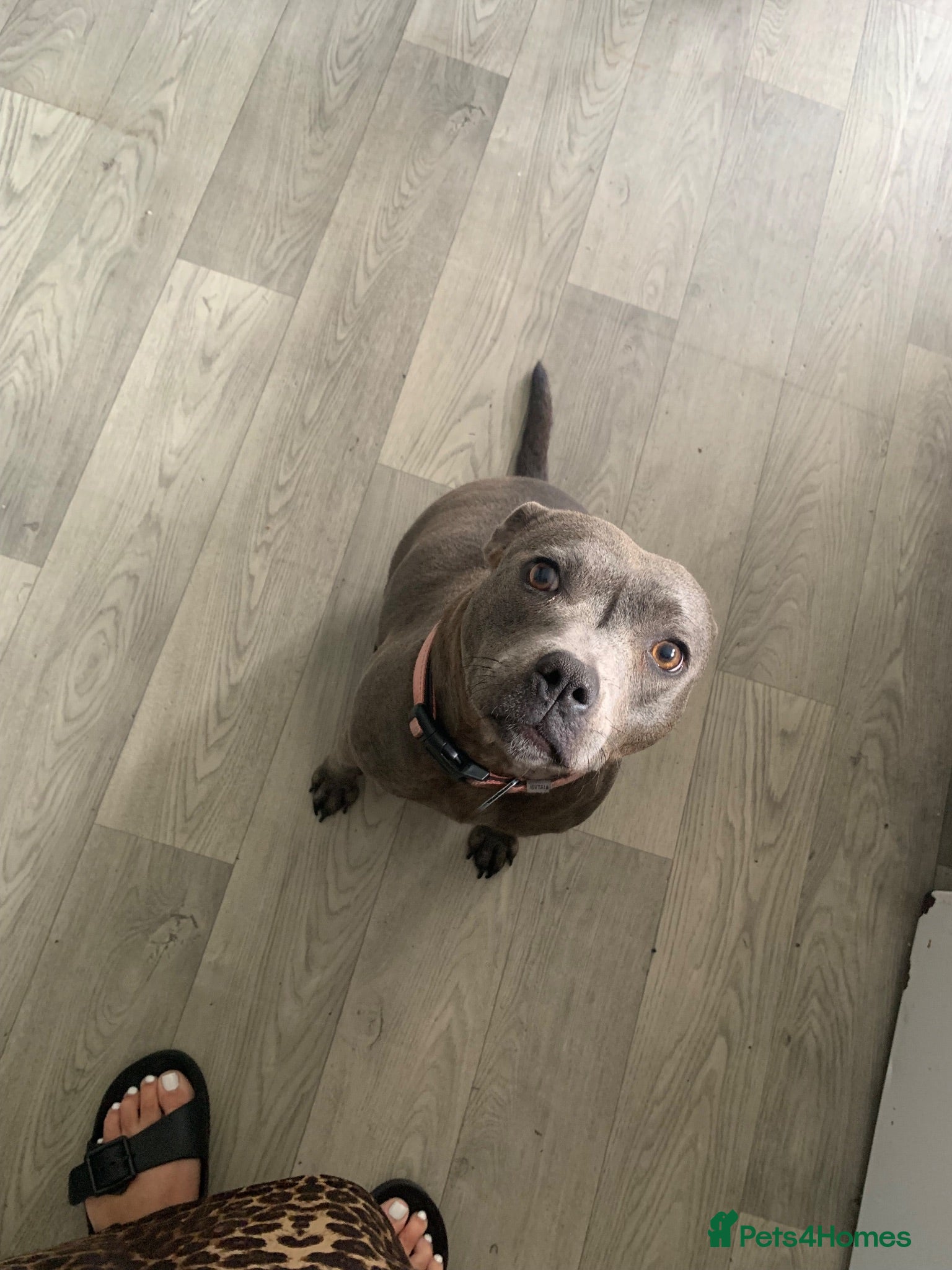 Staffordshire Bull Terrier dogs 5 staffy puppies for sale - Advert 1