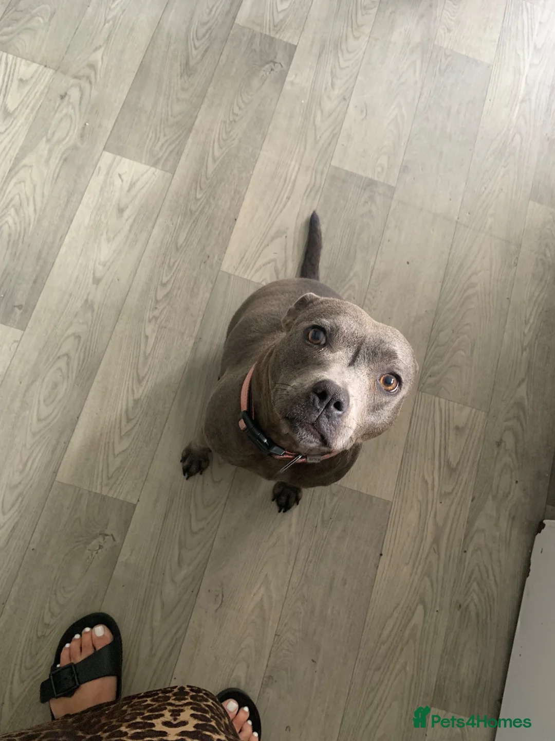 Staffordshire Bull Terrier dogs for sale: 5 staffy puppies for sale - Advert 1