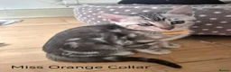 Bengal cats for sale: Beautiful Bengal Silver Marbled and Snow girls.  - Advert 9
