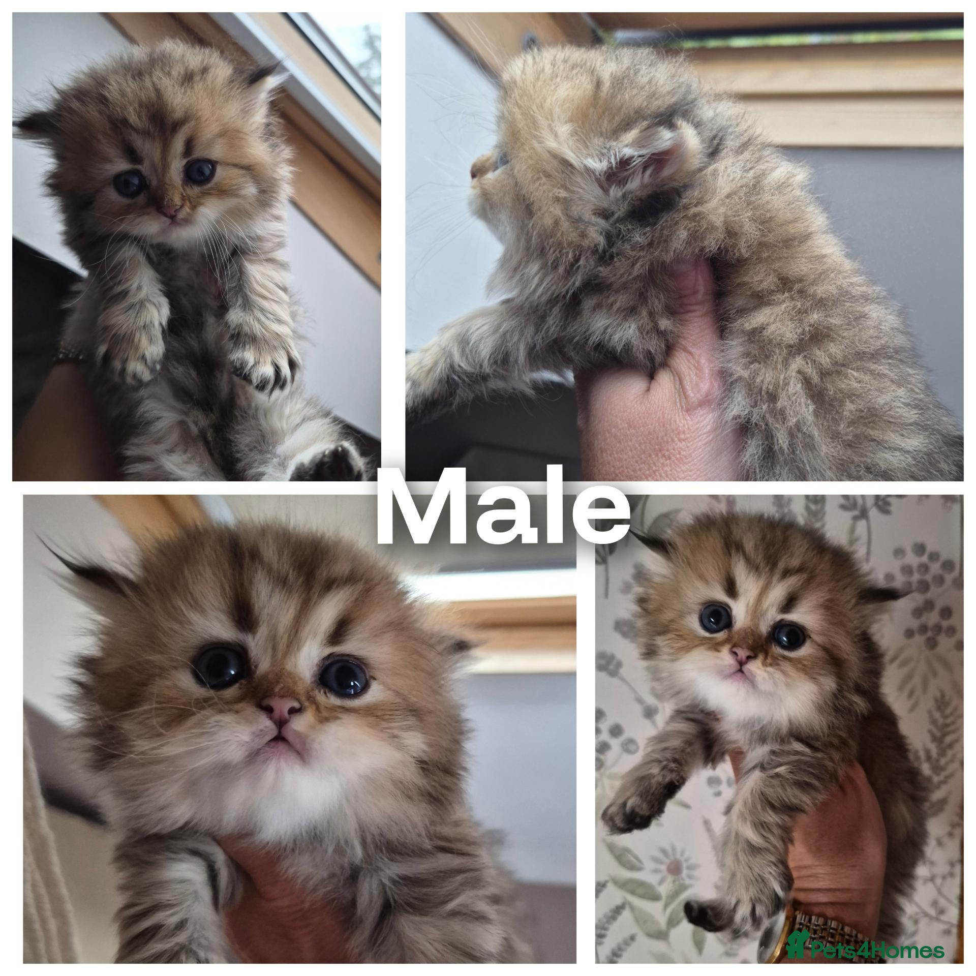 British Longhair cats Black Golden Registered  - Advert 5