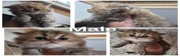 British Longhair cats for sale: Black Golden Registered  - Advert 2