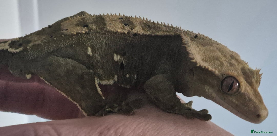 Gecko reptiles for sale: 2 year old crested gecko  - Advert 3