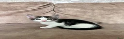 Mixed Breed cats for sale: Beautiful playful kittens - Advert 3