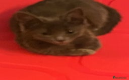Ragdoll cats for sale: Beautiful Russian Blue Kitten  - Image 2