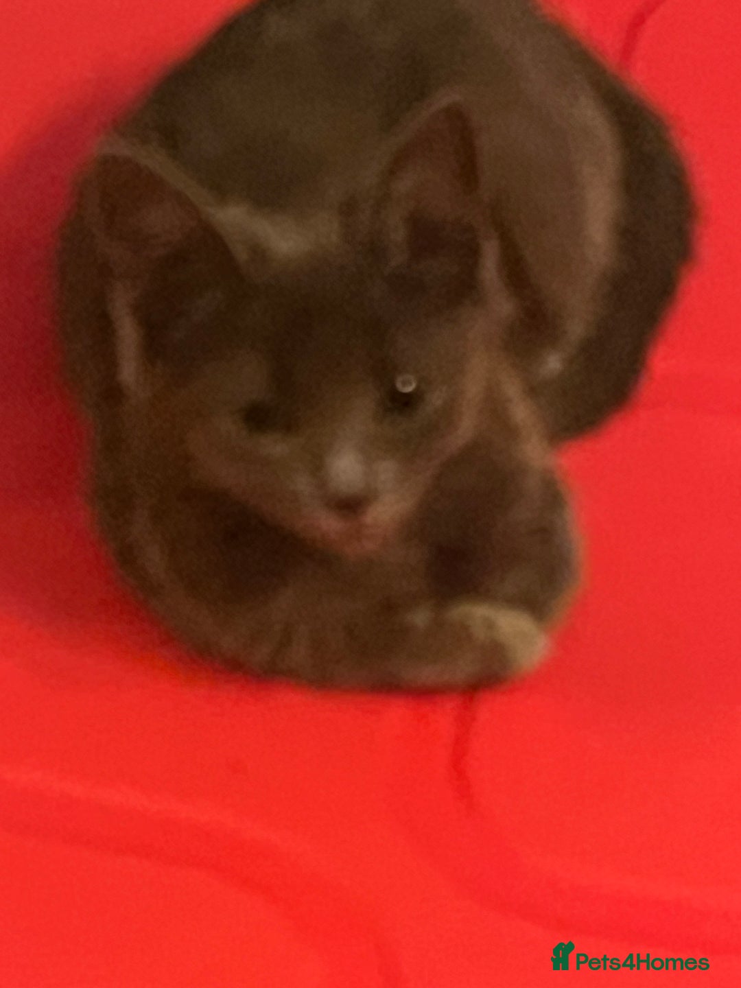 Ragdoll cats for sale: Beautiful Russian Blue Kitten  - Image 2