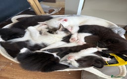 Khao Manee cats for sale: cute white and black kittens and one bengal cat - Image 3