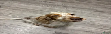 Cocker Spaniel 1