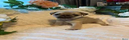 Pug dogs for sale: Beautiful pure breed male pug puppies  in Shrewsbury - Advert 4