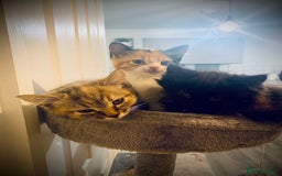 British Longhair cats for sale: Long hair cross tabby girl kitten - Image 2