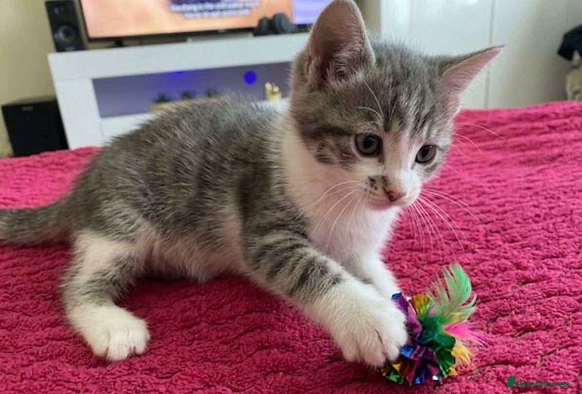 Mixed Breed cats Half british short hair kittens - Advert 3