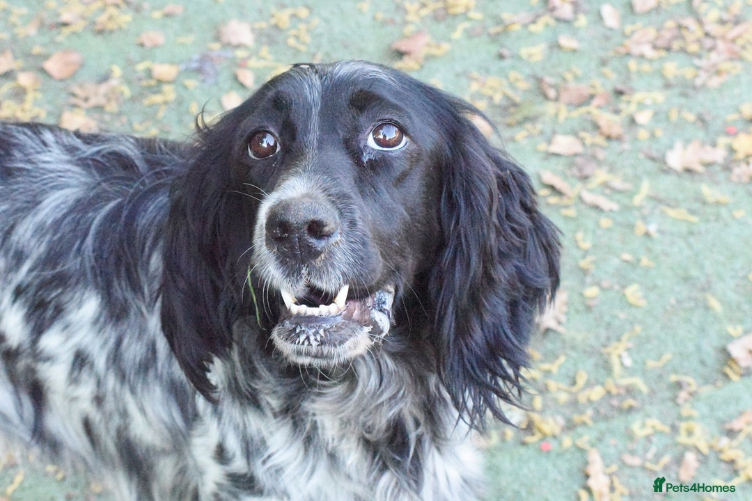 English Setter dogs for adoption: Kindra - Image 8