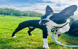 Boston Terrier dogs for sale: Beautiful Chunky KC Boston Terrier Puppies - Image 34