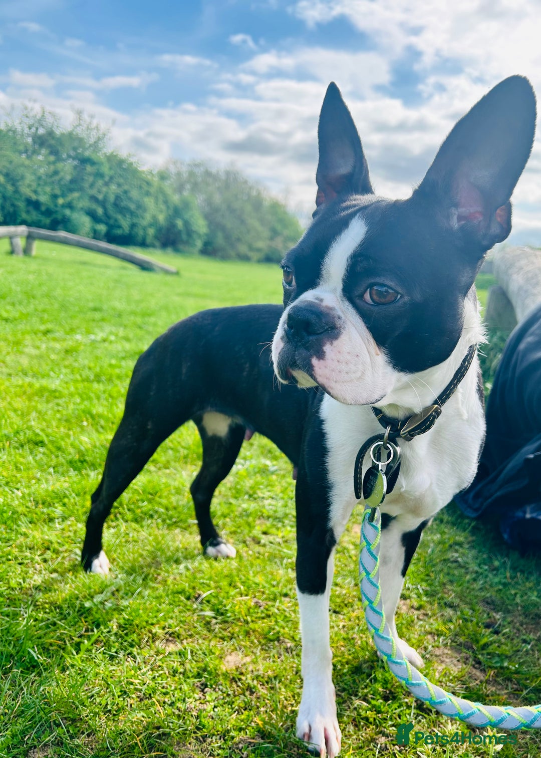 Boston Terrier dogs for sale: Beautiful Chunky KC Boston Terrier Puppies - Image 34