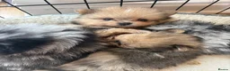 Pomeranian dogs for sale: Pomeranian puppies in Canvey Island - Advert 18