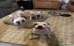 Staffordshire Bull Terrier dogs for sale: Staffies  - Image 1