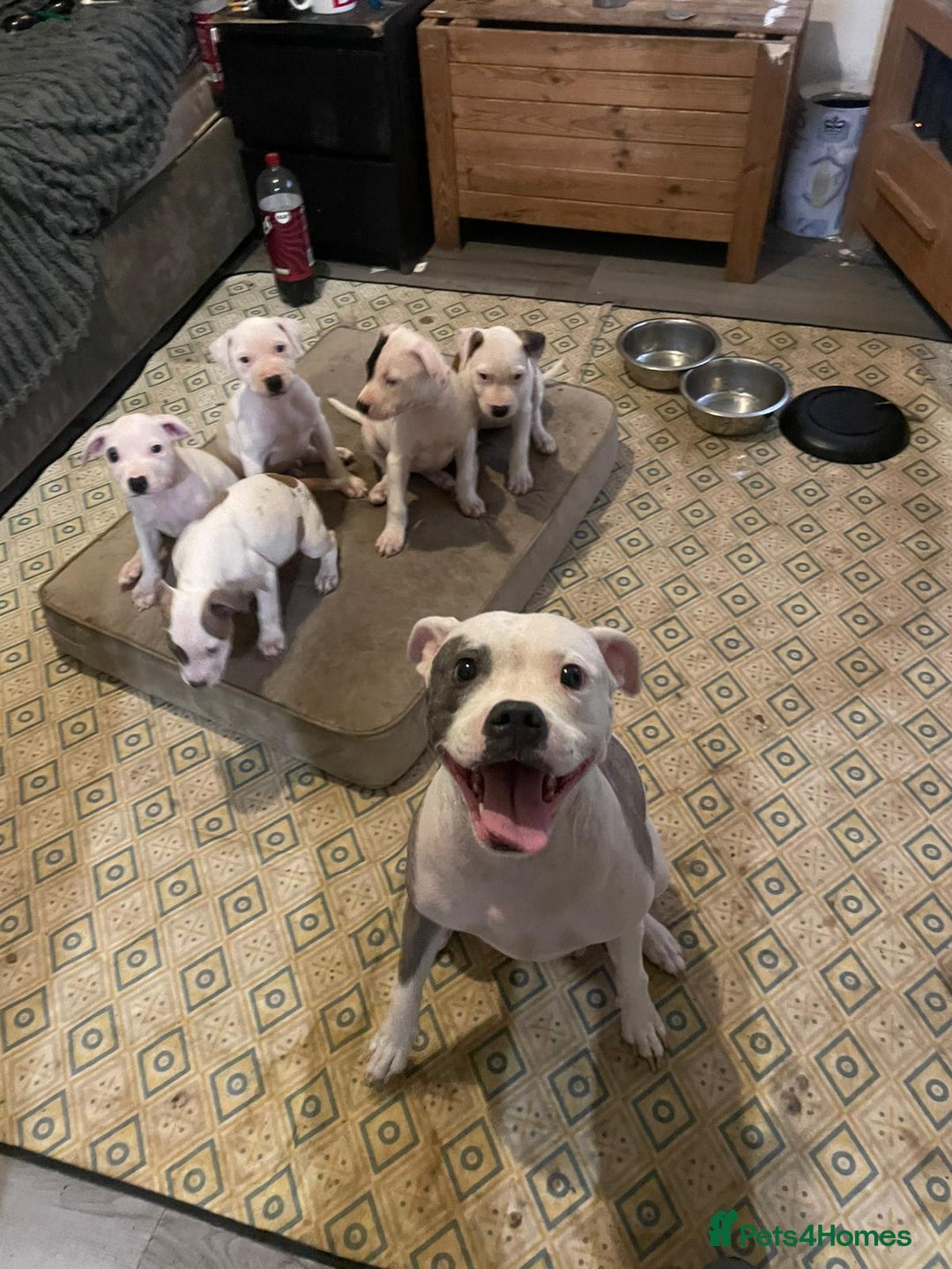 Staffordshire Bull Terrier dogs for sale: Staffies  - Image 1