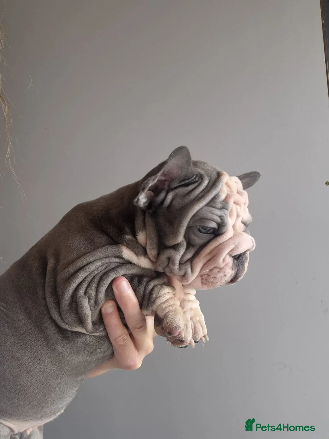 French Bulldog dogs for sale: Last Fully Vaccinated, French Bulldog Ready Now in Manchester - Advert 2