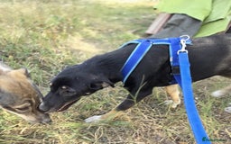 Mixed Breed dogs for adoption: RONA - a Lovely young Girl, for a Loving Home - Advert 10