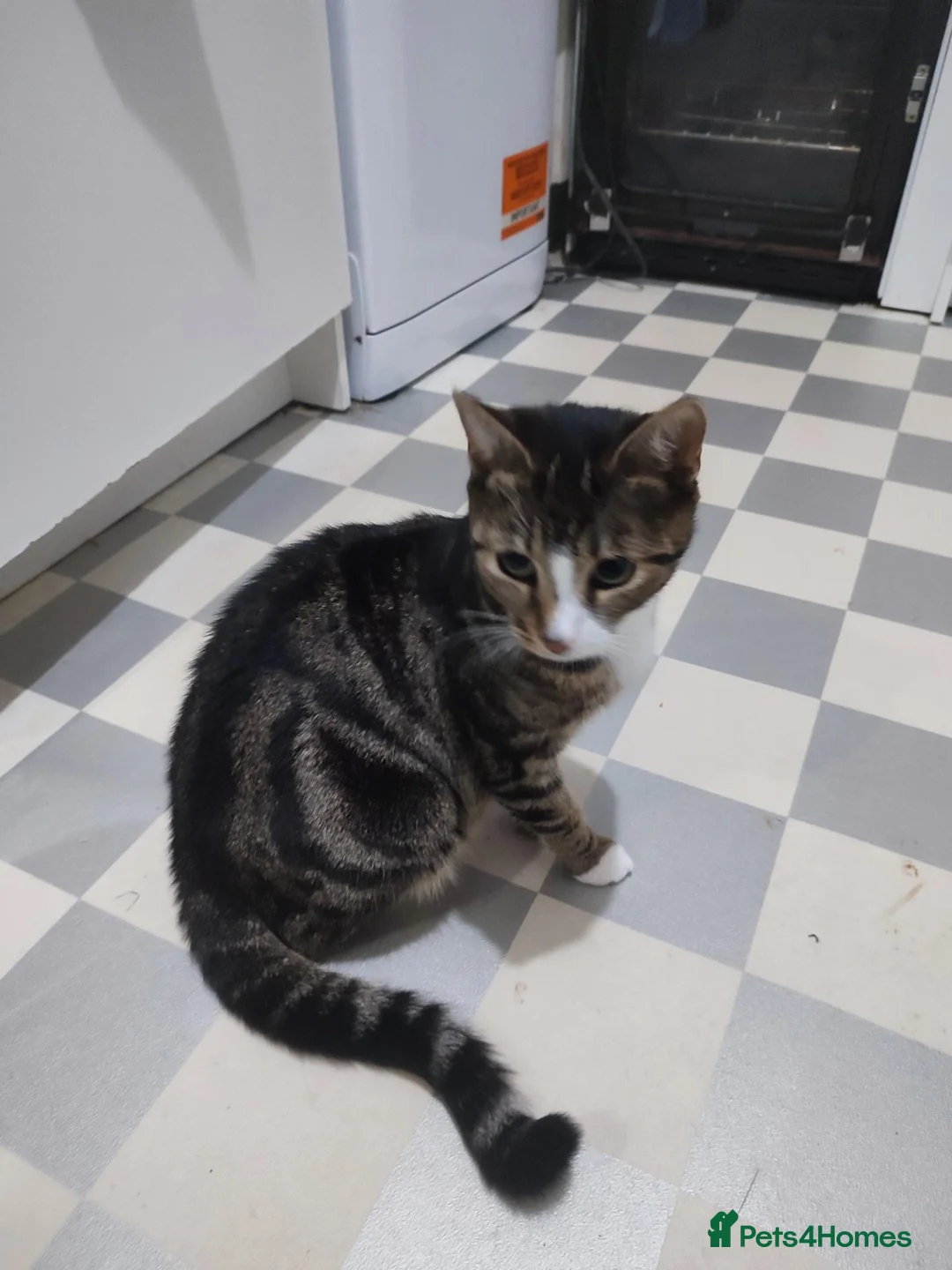 Mixed Breed cats for sale: Kittens for sale  in London - Advert 8