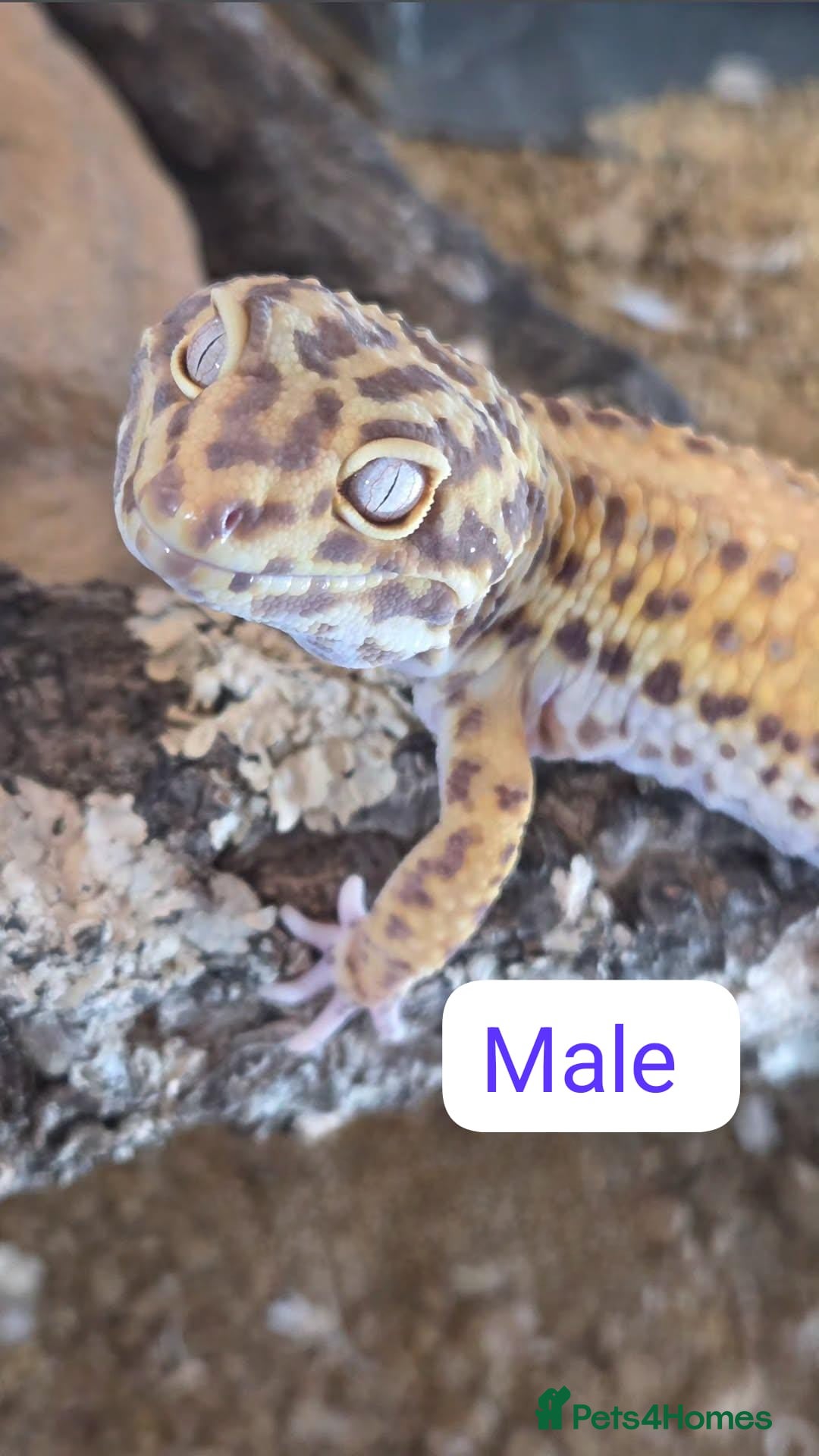 Leopard Gecko reptiles for sale: Leopard Gecko Breeding Pair Proven Male Female - Image 2