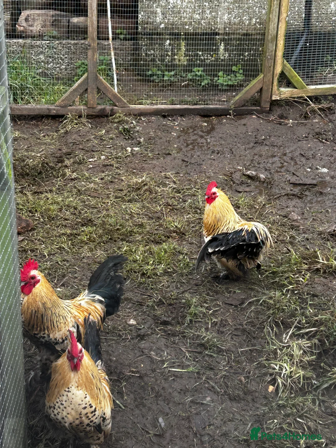 Chickens poultry for sale: Bantams cockerels  - Advert 2