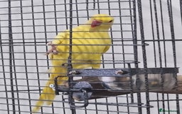 Parrots birds for sale: Beautiful baby lutino ringneck talking parrot - Image 1
