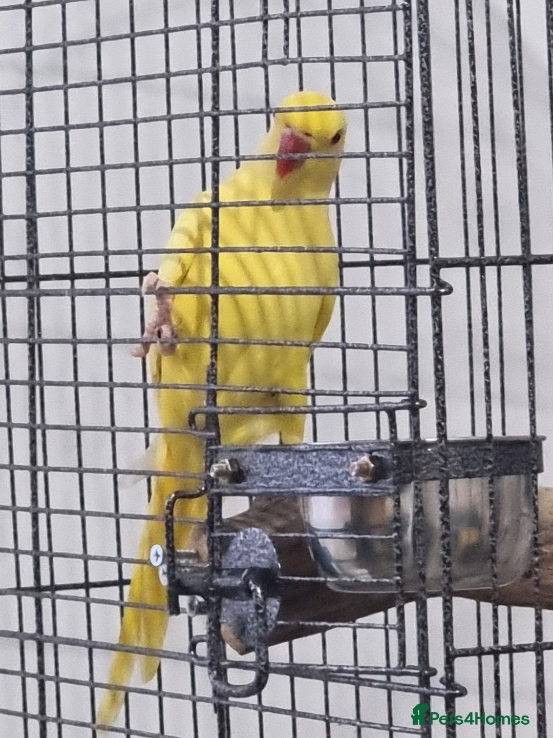 Parrots birds for sale: Beautiful baby lutino ringneck talking parrot - Image 1