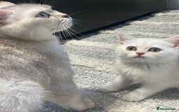 British Shorthair cats for sale: Outstanding bsh baby’s ready now - Image 18