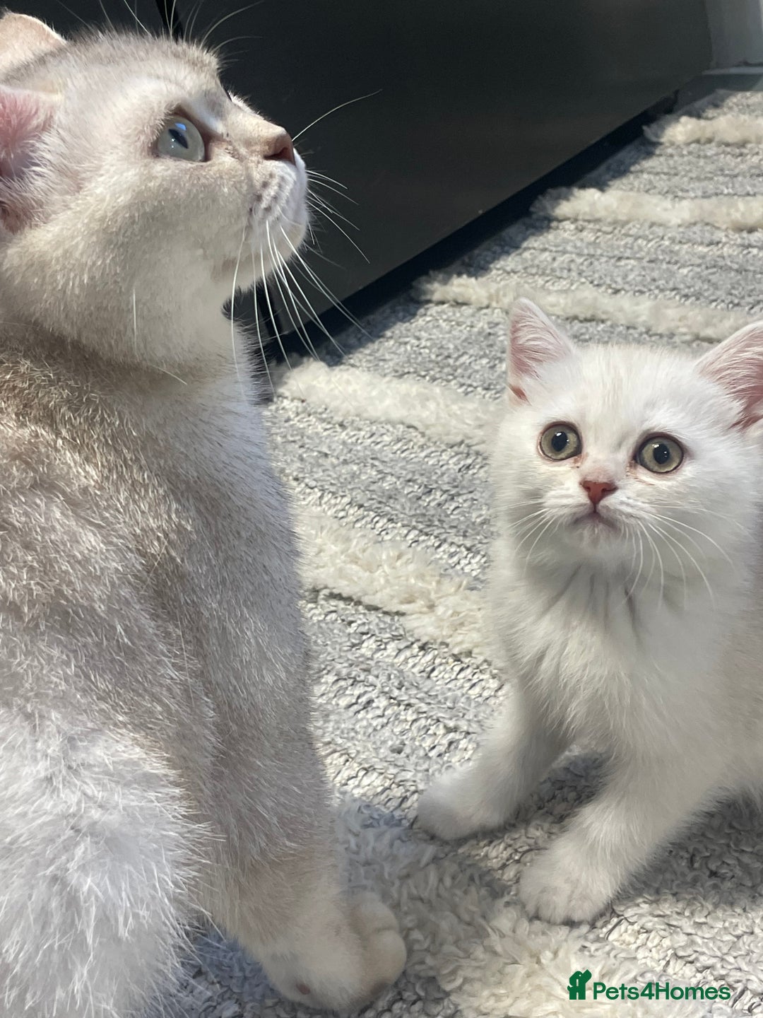 British Shorthair cats for sale: Outstanding bsh baby’s ready now - Image 18