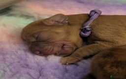 Labrador Retriever dogs for sale: Licensed Breeder Fox Red Labradors  - Image 8