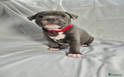 Staffordshire Bull Terrier dogs for sale: **Ready To Leave**KC Blues Champ Blood in Coventry - Image 40