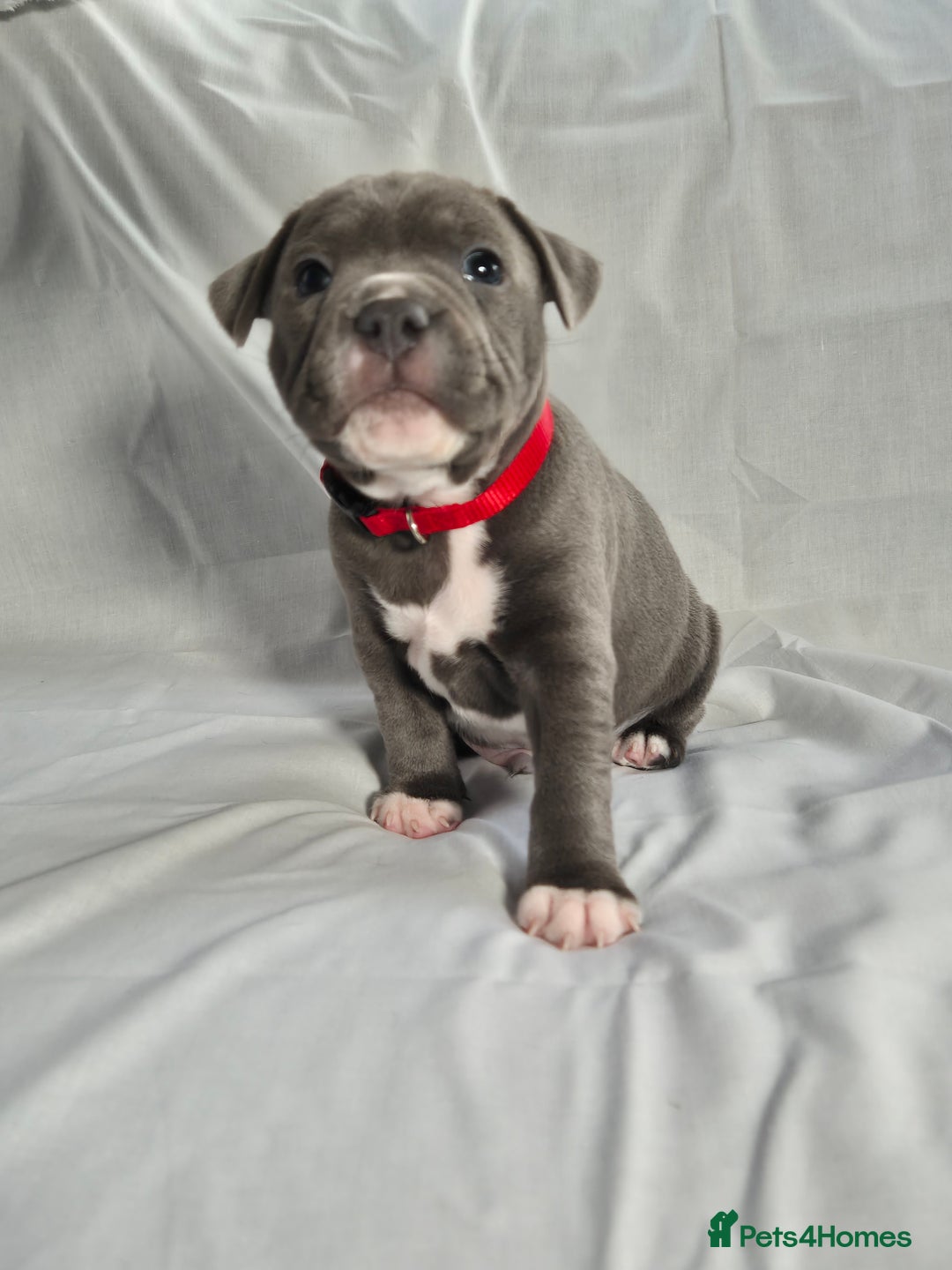 Staffordshire Bull Terrier dogs for sale: **Ready To Leave**KC Blues Champ Blood in Coventry - Image 40