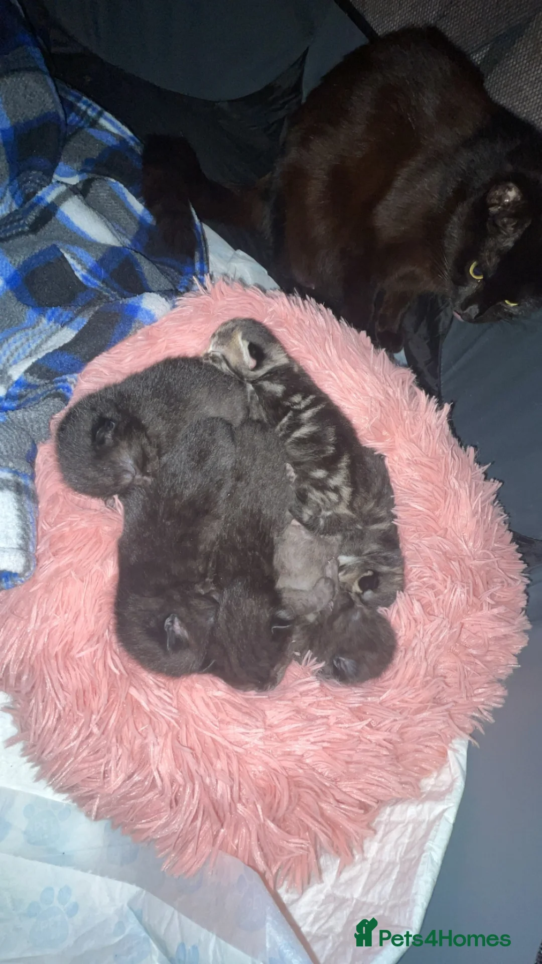 Mixed Breed cats for sale: Three black kittens  - Advert 29
