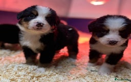 Bernese Mountain Dog dogs for sale: Bernese Mountain Dog Pups  - Image 8