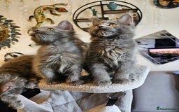 Maine Coon cats for sale: 🔥*Stunning Litter of 8💎Solid Blue Maine Coon*🔥  - Image 9